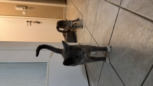 BKH - Mix Kater zu verkaufen + ELH - Mix Kätzchen zu verkaufen - Verkauf auch einzeln möglich !
