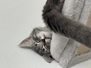 EKH - Mix zu verkaufen