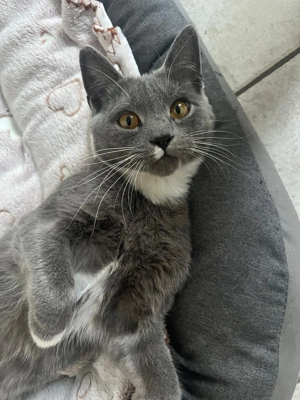 BKH - Mix Kater zu verkaufen 