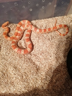 Kornnatter (Pantherophis guttatus) 