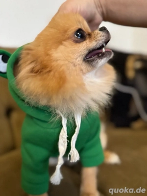 Zwergspitz-Mädchen   liebevoll und handzahm, in gute Hände abzugeben   