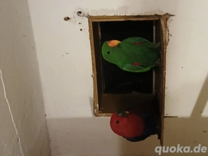 Neuguinea Edelpapagei