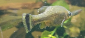 Ameca Splendens, Flitterkärpfling, Amecahochlandkärpfling