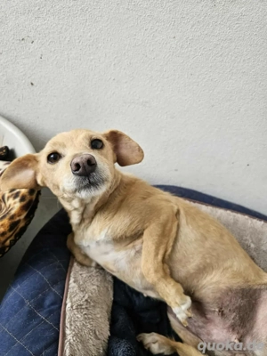 Kleine Lilly sucht ein Zuhause