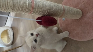  Süßes Britisch Kurzhaar Kitten (14 Woche, creme-weiß) sucht liebevolles Zuhause 