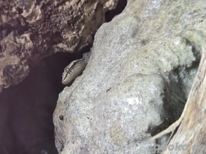 Tausch oder Verkauf Jungferngeckos Adult, kleine, Eier