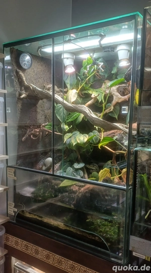 Terrarium Paludarium 60x50x80 (BxLxH) Bild 3