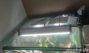 Terrarium Paludarium 60x50x80 (BxLxH) Bild 2