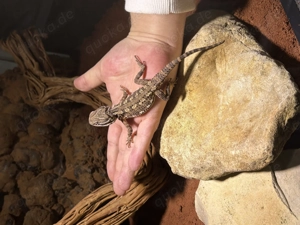 Zwergbartagame inkl. Terrarium 150x60x80 und Zubehör