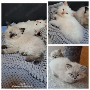 Neva masquarade mit Stammbaum sibirische katze