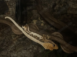 Kronengecko inkl. Terrarium 90x45x45 und Zubehör