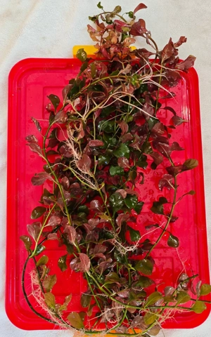 Ludwigia repens rubin, rote ludwigia, Stängelpflanze