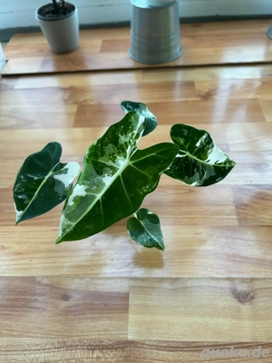    Alocasia Frydek Variegata   gesunde Jungpflanze aus eigener Zucht!   
