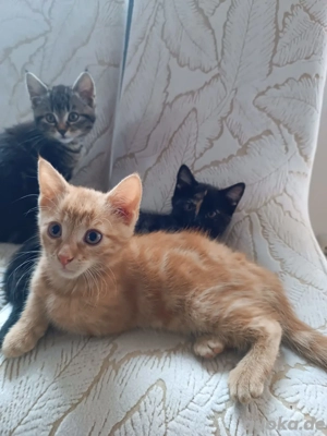Drei Babykatzen bald abzugeben