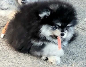 Zwergspitz  Pomeranianwelpen suchen neuen Chef