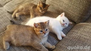 Britisch kurzhaar Katzenbabys 