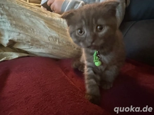 BKH Kitten Mix - Abgabebereit