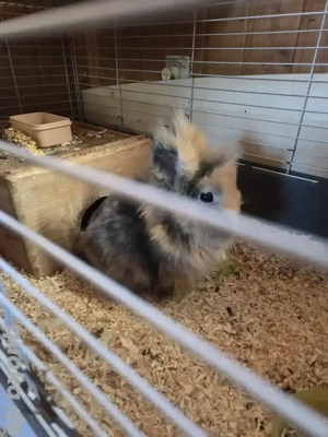 Zwergkaninchen abzugeben