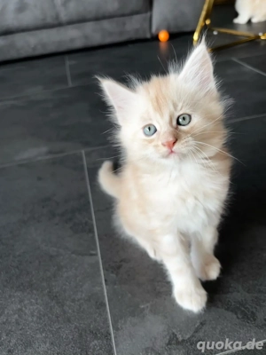 Wunderschöne Maine Coon Kitten