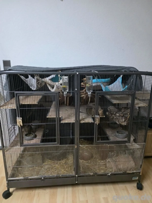 Ich verkaufe Degu mit Käfig 2 oder 4 