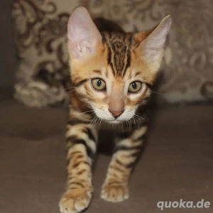 Bengal-Kätzchen WhatsApp: (15510055069)