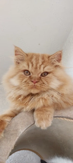 Britisch Langhaar Katerchen in Red abzugeben!