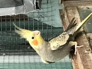 Wildfarbende Nymphensittiche schöner  farbschlag! Bild 3