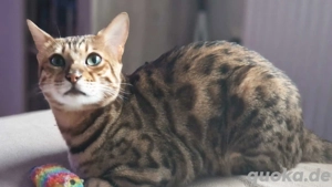 Bengal katze abzugeben 