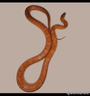 Kornnattern jung bis Adult Bild 4