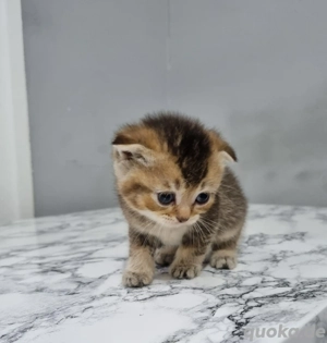 BKH Britisch Kurzhaar Katzenbaby mix Bild 5