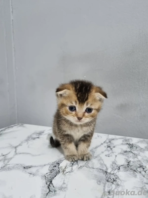 BKH Britisch Kurzhaar Katzenbaby mix Bild 4