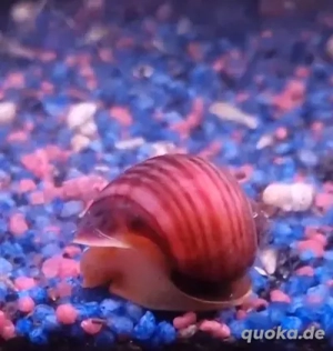 Aquarium Apfelschnecken 