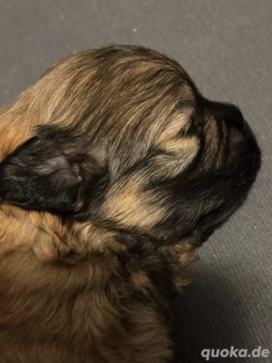 pomapoo welpen  Bild 3