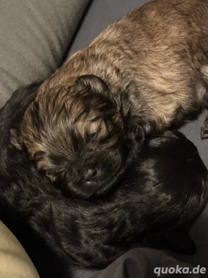 pomapoo welpen  Bild 2