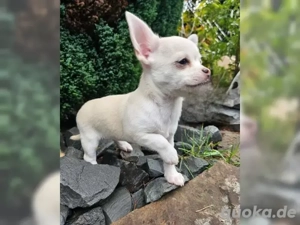chihuahua welpen mit Papieren 
