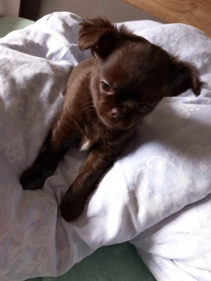 Chihuahua Langhaar Welpen