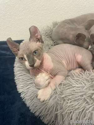 Sphynx  Elf ( letzter Kitten )