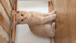 Unsere zwei wunderschönen BKH Kitten suchen liebevolles Zuhause