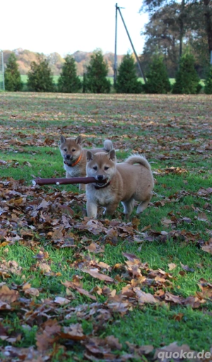 Süße shiba inu Welpen 
