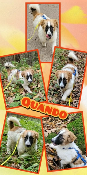 menschenbezogener, lieber Welpenjunge "Quando" sucht ein Zuhause -auch mit Katzen verträglich 