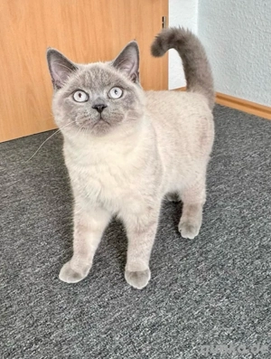 Britisch Kurzhaar Kater in liebevolle Hände abzugeben