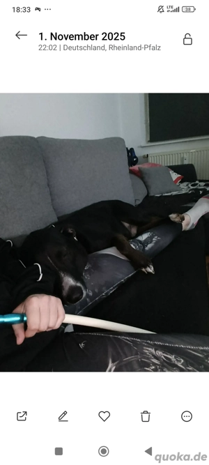 Schäferhund Labrador mix 