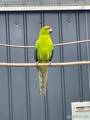 2,1 Springsittiche