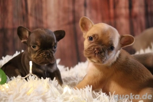 Traumhafte Französische Bulldoggen in wunderschönen Farben Isabella , isabella Orange , Choko Tan 
