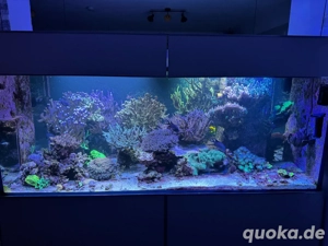 Korallenableger, Acropora, Montipora, Euphyllia, Caulastrea,... Bild 2