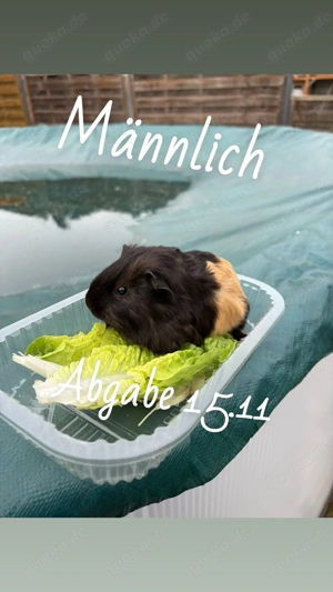 Meerschweinchen Babys 