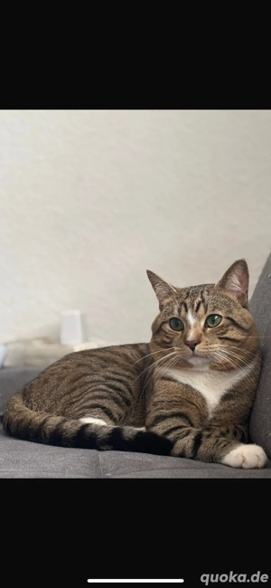 europäisch kurzhaar