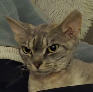 Devon Rex 2 Jahre kastriert