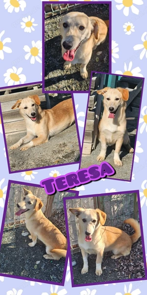 Süße Teresa sucht neues zuhause!