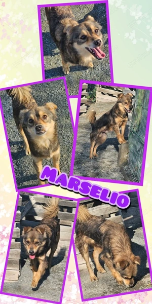 Hübscher Marselio- bald auf Pflegestelle!